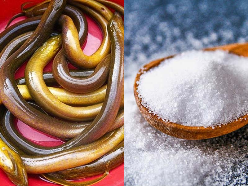Cách làm lươn sạch nhớt với muối