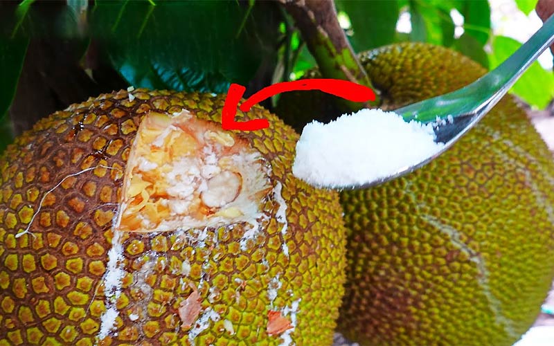 Cách làm mít nhanh chín bằng muối