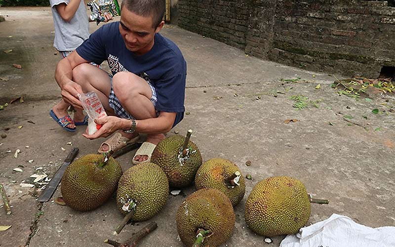 Đóng cọc mít