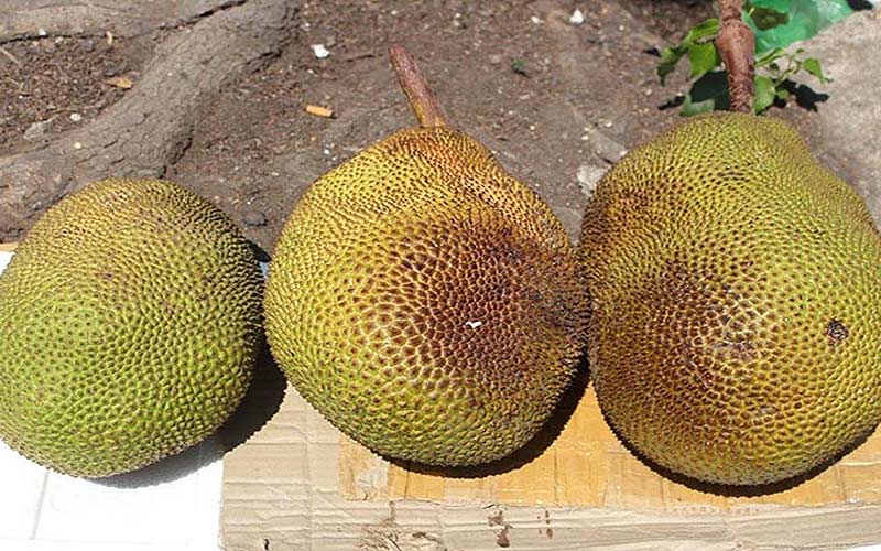 Phơi mít dưới ánh nắng