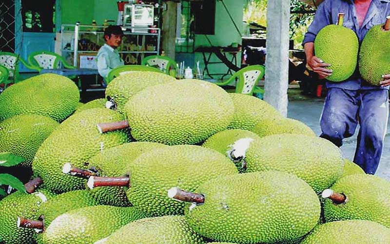 Ủ mít nhanh chín tự nhiên