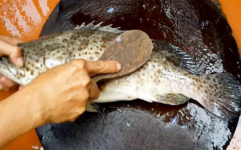 Sơ chế cá song
